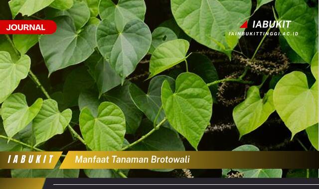 Inilah 10 Manfaat Tanaman Brotowali untuk Kesehatan Anda yang Luar Biasa