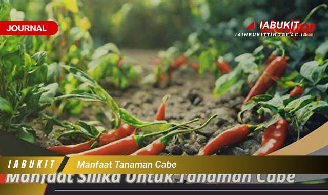 Inilah 10 Manfaat Tanaman Cabe, Panduan Lengkap dari A sampai Z