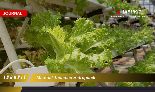 Inilah 10 Manfaat Tanaman Hidroponik untuk Kebun Rumah Anda dan Cara Memulainya