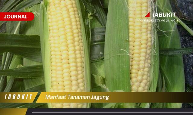 Inilah 9 Manfaat Tanaman Jagung dari Akar Hingga Daun, Panduan Lengkap