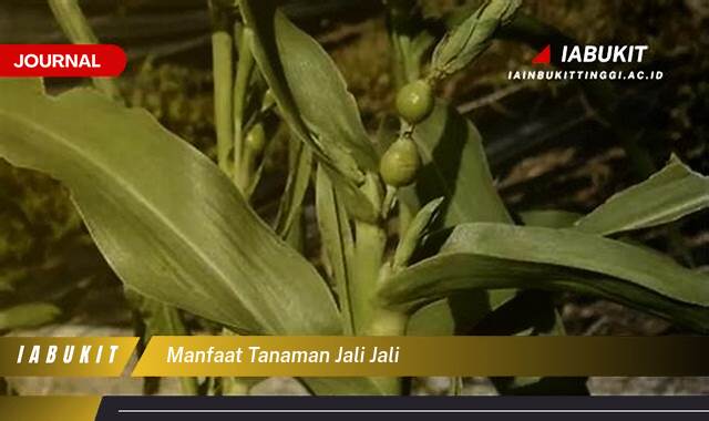 Inilah 10 Manfaat Tanaman Jali,Jali untuk Kesehatan Tubuh Anda