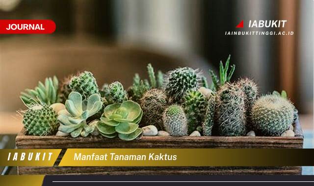 Inilah 10 Manfaat Tanaman Kaktus untuk Kesehatan, Kecantikan, dan Dekorasi Rumah Anda