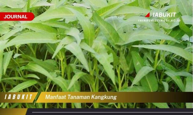 Inilah 10 Manfaat Tanaman Kangkung untuk Kesehatan, Kecantikan, dan Cara Mengolahnya