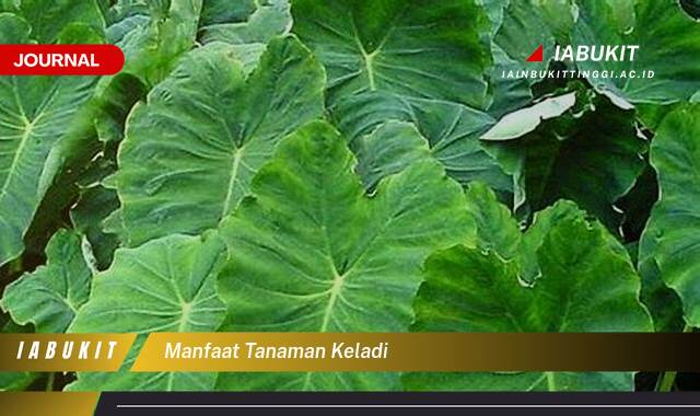 Inilah 9 Manfaat Tanaman Keladi untuk Kesehatan dan Kecantikan Anda