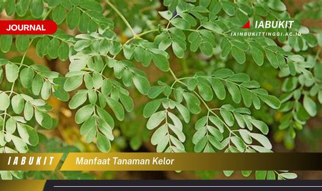 Inilah 10 Manfaat Tanaman Kelor, Rahasia Kesehatan Alami yang Tersembunyi