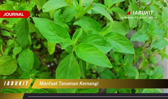 Inilah 10 Manfaat Tanaman Kemangi Bagi Kesehatan dan Kecantikan