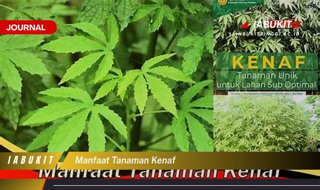 Inilah 8 Manfaat Tanaman Kenaf untuk Industri dan Lingkungan Hidup Anda