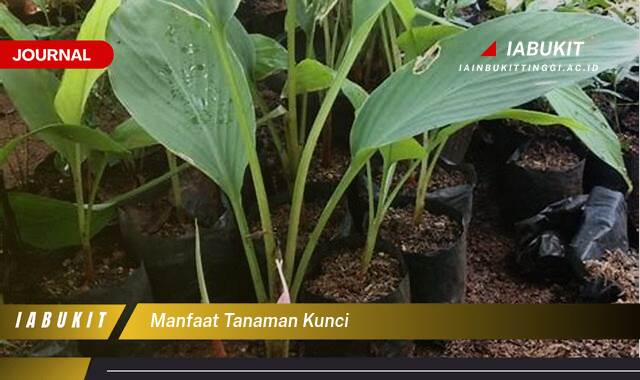 Inilah 9 Manfaat Tanaman Kunci untuk Kesehatan dan Kecantikan Anda