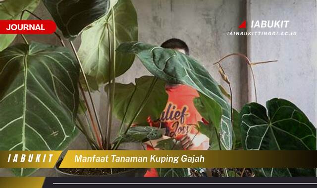 Inilah 10 Manfaat Tanaman Kuping Gajah untuk Kesehatan dan Kecantikan