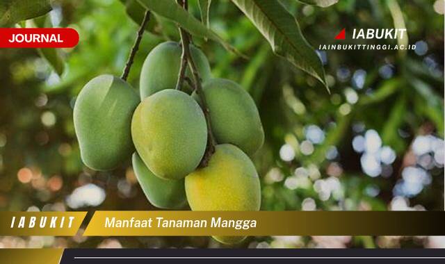 Inilah 10 Manfaat Tanaman Mangga, Kaya Nutrisi, Lindungi Jantung, dan Tingkatkan Imunitas Tubuh