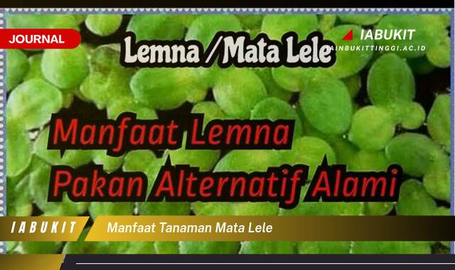 Inilah 10 Manfaat Tanaman Mata Lele, Khasiat Luar Biasa untuk Kesehatan dan Kecantikan Alami