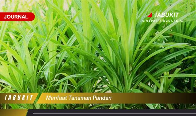 Inilah 10 Manfaat Tanaman Pandan, Rahasia Kesehatan Alami dan Aroma Wangi di Rumah Anda