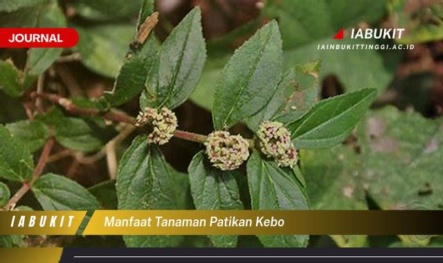 Inilah 10 Manfaat Tanaman Patikan Kebo, Khasiat Tersembunyi untuk Kesehatan Anda