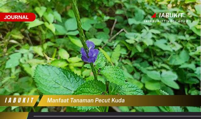 Inilah 8 Manfaat Tanaman Pecut Kuda untuk Kesehatan Anda yang Menakjubkan