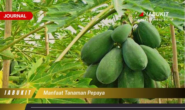 Inilah 8 Manfaat Tanaman Pepaya dari Akar Hingga Daun untuk Kesehatan dan Kecantikan