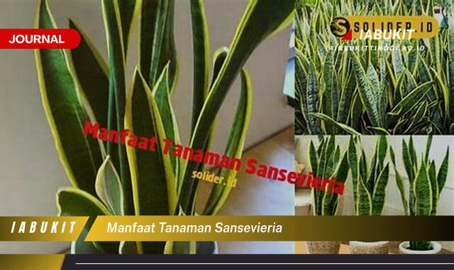 Inilah 8 Manfaat Tanaman Sansevieria untuk Kesehatan dan Kualitas Udara di Rumah Anda