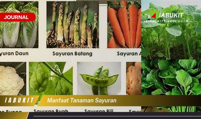 Inilah 9 Manfaat Tanaman Sayuran untuk Kesehatan, Kecantikan, dan Lingkungan