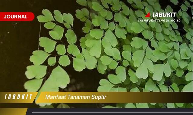 Inilah 10 Manfaat Tanaman Suplir untuk Mempercantik Dekorasi Rumah Anda