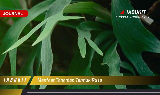 Inilah 10 Manfaat Tanaman Tanduk Rusa untuk Kesehatan dan Dekorasi Rumah Anda