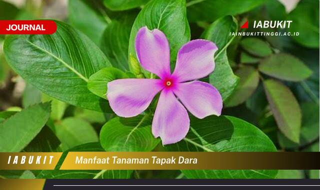 Inilah 9 Manfaat Tanaman Tapak Dara, Khasiat Ampuh untuk Kesehatan dan Kecantikan