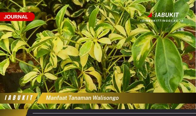 Inilah 8 Manfaat Tanaman Walisongo untuk Kesehatan Keluarga Anda