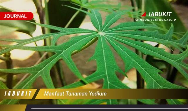 Inilah 10 Manfaat Tanaman Yodium untuk Kesehatan Tiroid dan Kekebalan Tubuh