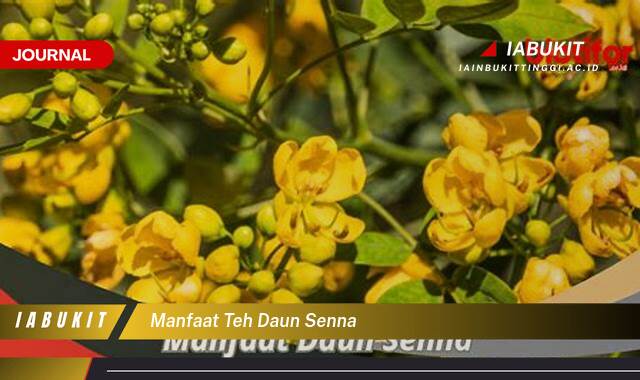Inilah 9 Manfaat Teh Daun Senna, Panduan Lengkap untuk Kesehatan Pencernaan Anda
