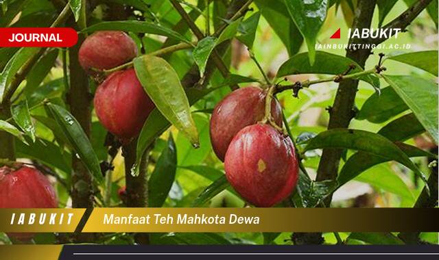 Inilah 8 Manfaat Teh Mahkota Dewa untuk Kesehatan Tubuh Anda