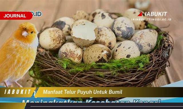 Inilah 10 Manfaat Telur Puyuh untuk Bumil, Nutrisi Lengkap bagi Ibu Hamil dan Janin Inilah 10 Manfaat Telur Puyuh untuk Bumil, Nutrisi Lengkap bagi Ibu Hamil dan Janin